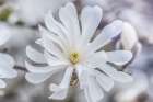 Washington State, Bellevue. Star Magnolia Art Print